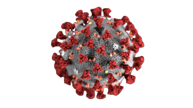 Read more about the article Actual situation – Corona Virus